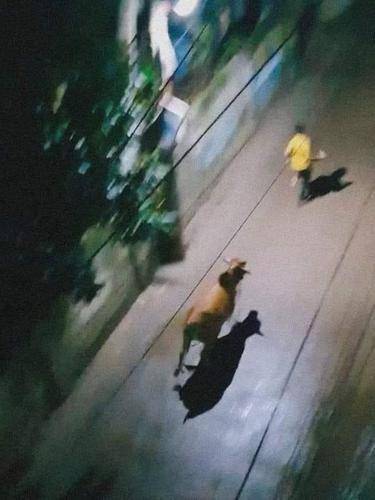potret tingkah konyol hewan kurban (instagram.com/wkwkland_real)