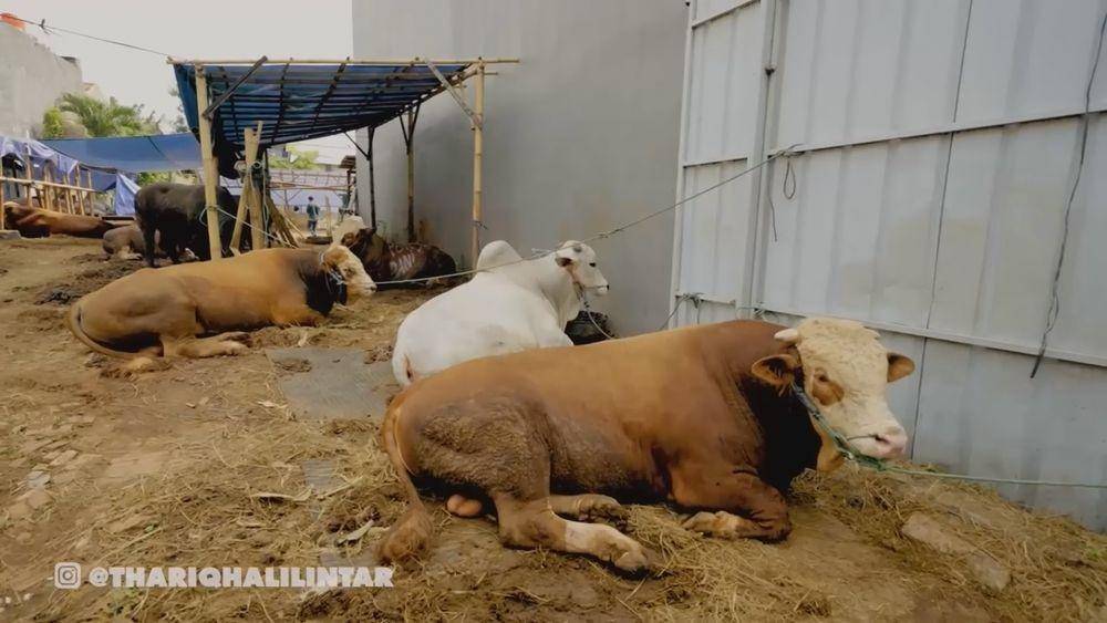 Thariq Halilintar beli sapi kurban (youtube.com/thariqhalilintar)