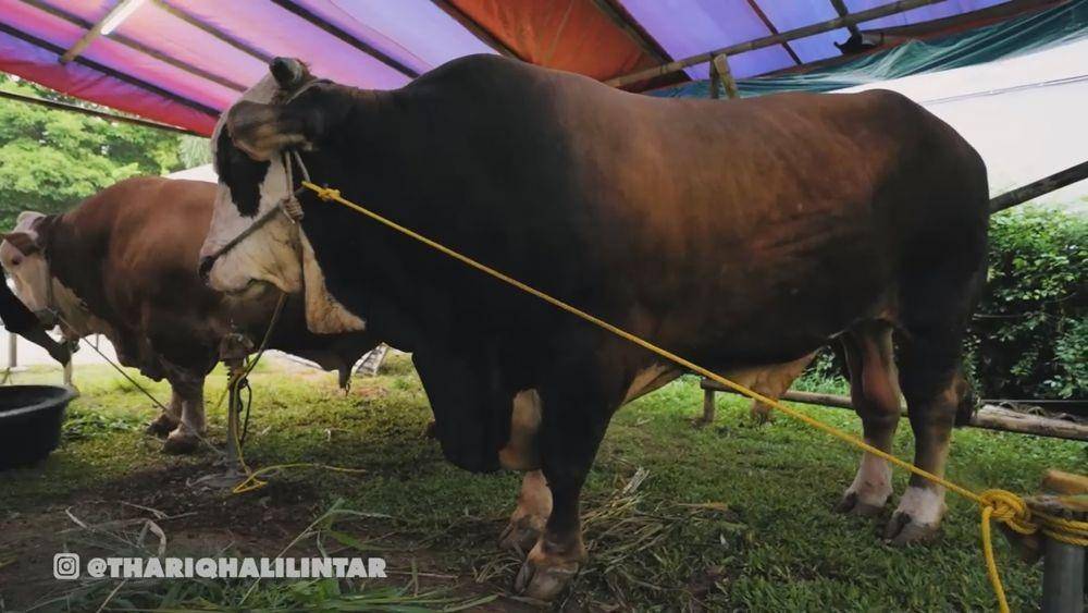 Thariq Halilintar beli sapi kurban (youtube.com/thariqhalilintar)