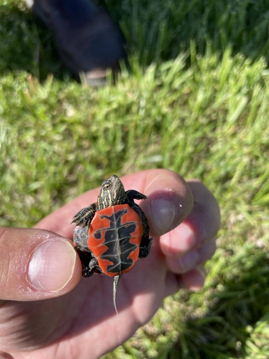 potret momen gemas (reddit.com/user/okyeah93)