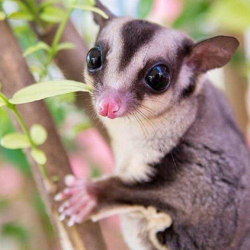 ilustrasi sugar glider(instagram.com/pets_cafe_kerala)