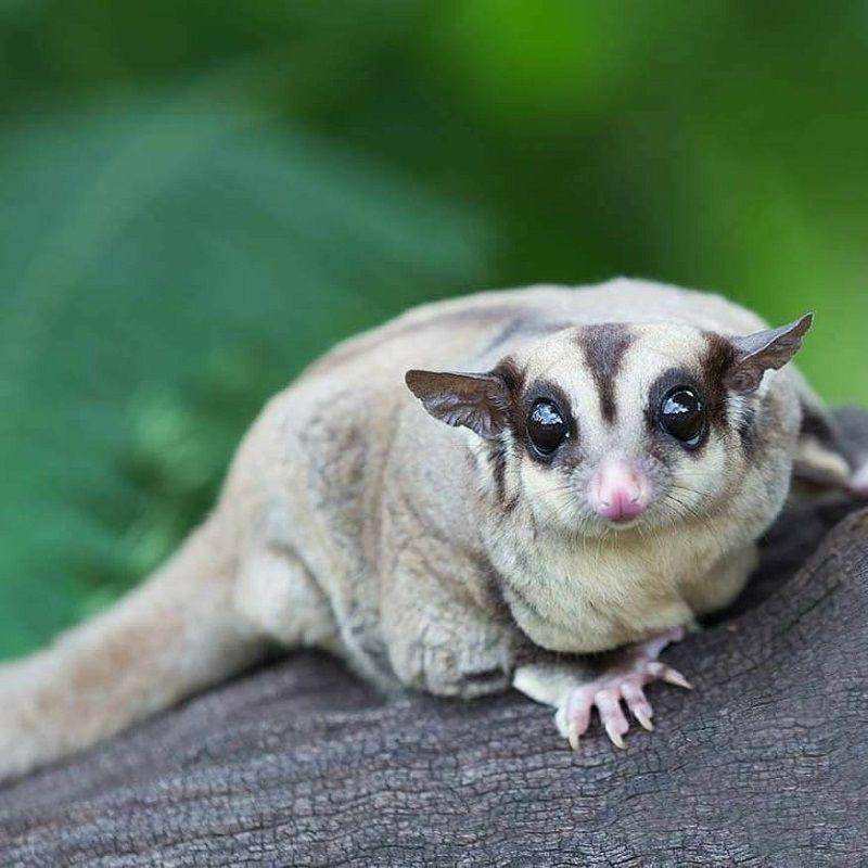 ilustrasi sugar glider(instagram.com/pets_cafe_kerala)
