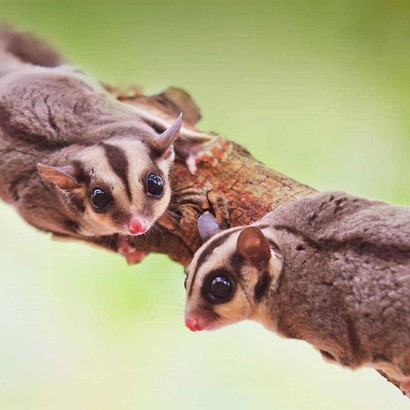 ilustrasi sugar glider bersama pasangan(instagram.com/pets_cafe_kerala)