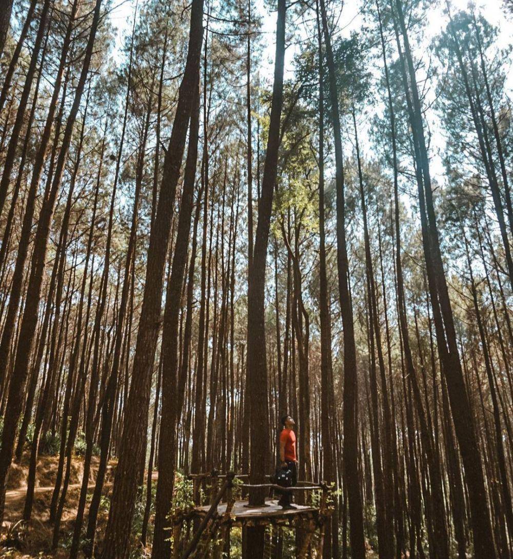 Hutan Pinus Asri (instagram.com/w.npra)