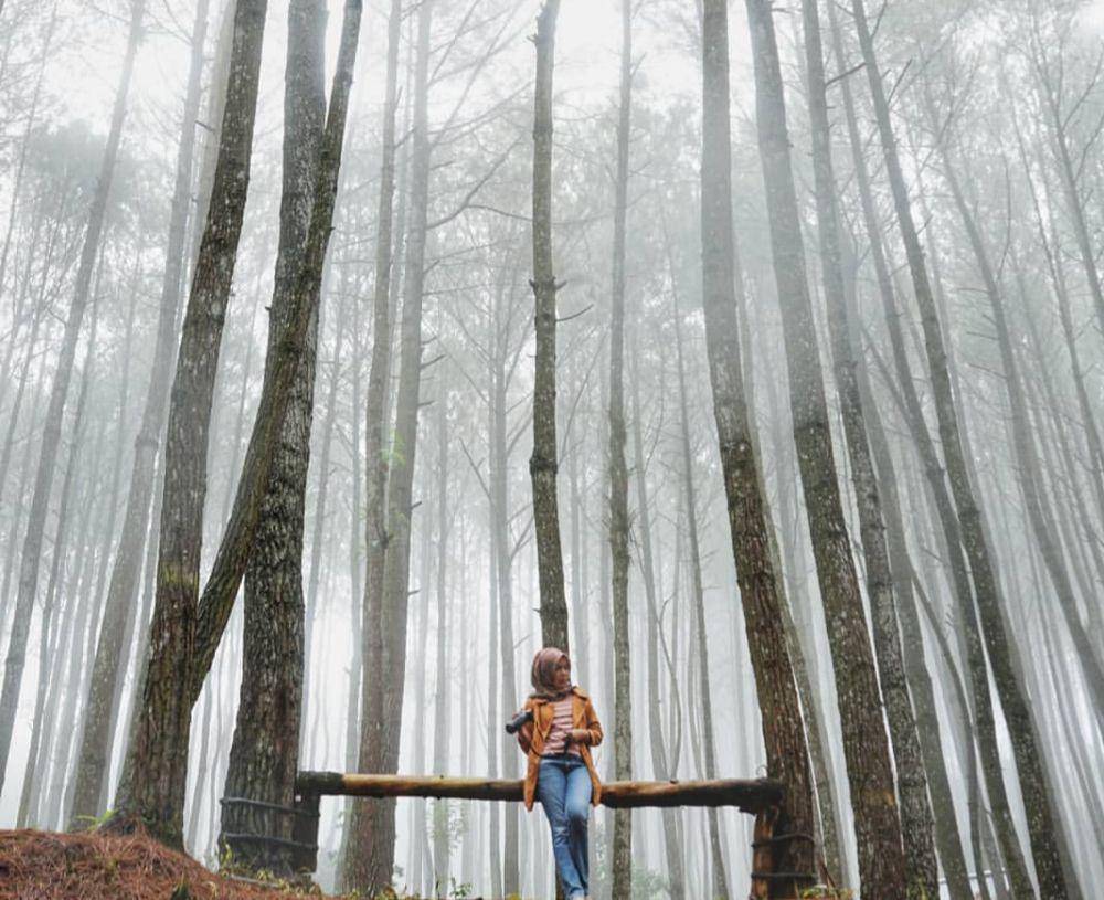 Hutan Pinus Asri (instagram.com/rommydhano)