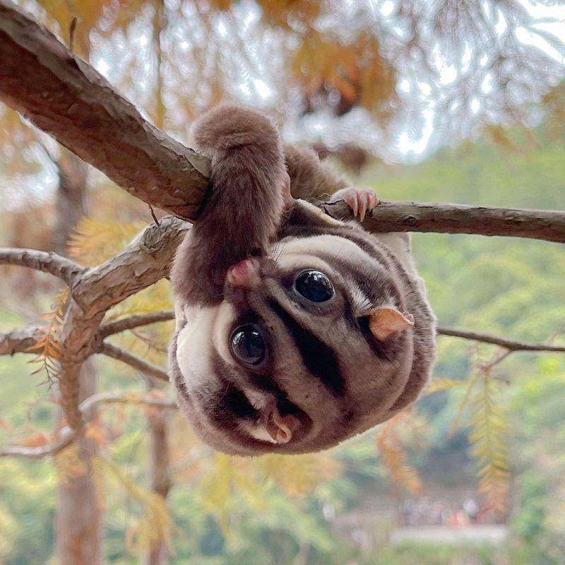 ilustrasi sugar glider bergelantungan di batang pohon(instagram.com/lovelybjai)