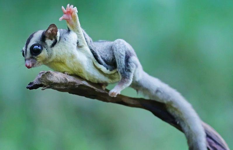 5 Fakta Sugar Glider, Marsupial Penyuka Makanan Manis