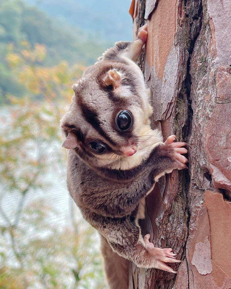 ilustrasi sugar glider memanjat pohon(instagram.com/lovelybjai)