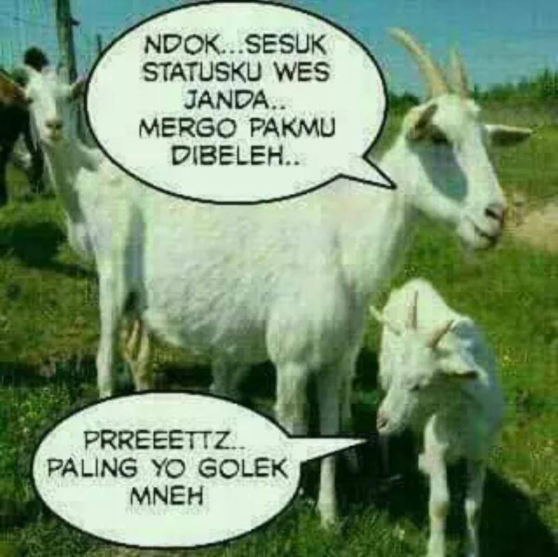 meme pesan terakhir hewan kurban (twitter.com/o.best)