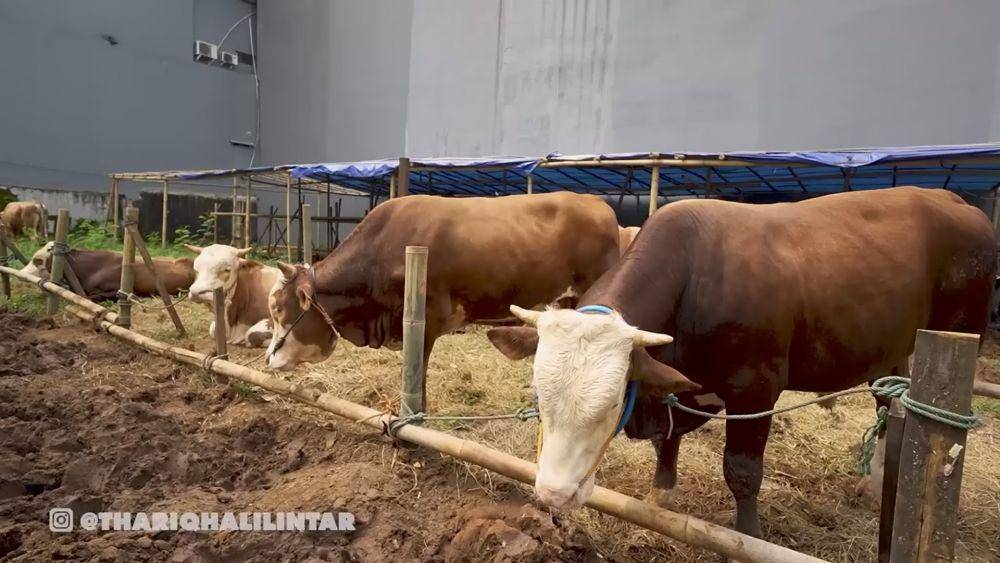 Thariq Halilintar beli sapi kurban (youtube.com/thariqhalilintar)