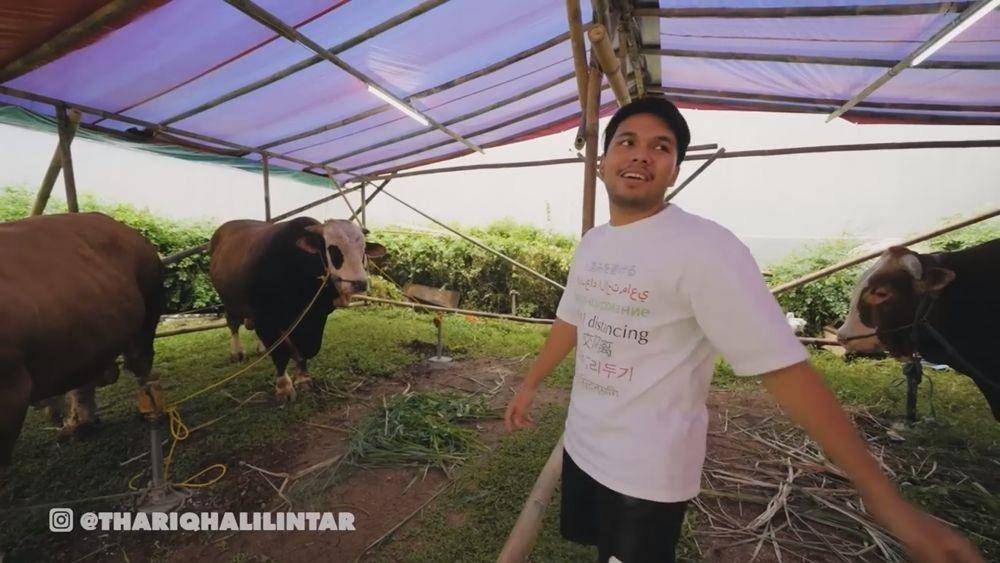 Thariq Halilintar beli sapi kurban (youtube.com/thariqhalilintar)
