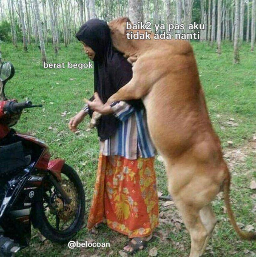 meme pesan terakhir hewan kurban (instagram.com/belocoan)