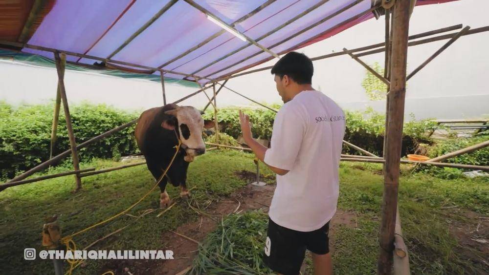 Thariq Halilintar beli sapi kurban (youtube.com/thariqhalilintar)