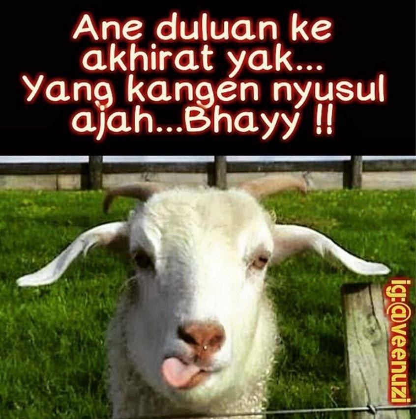meme pesan terakhir hewan kurban (instagram.com/veenuzi)
