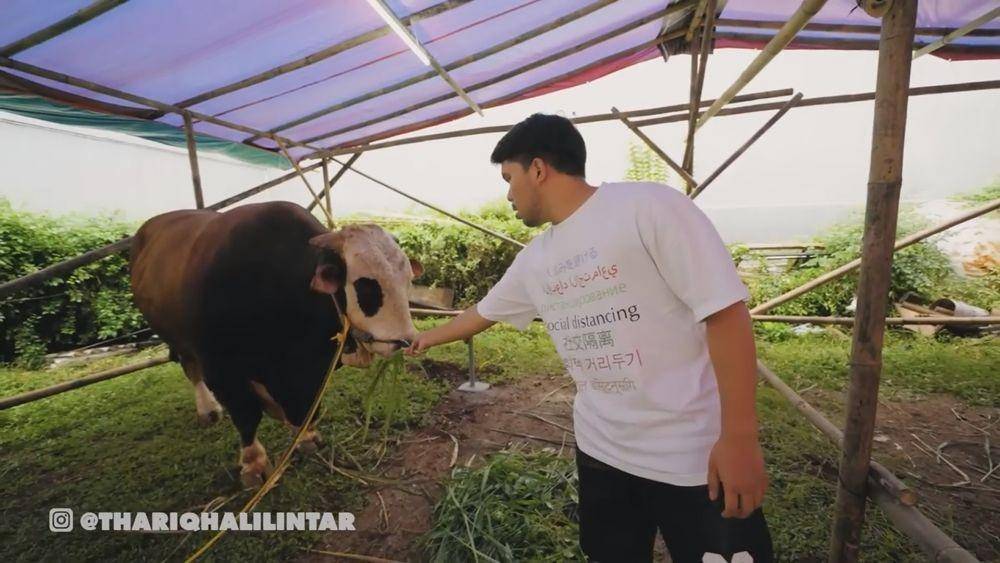 Thariq Halilintar beli sapi kurban (youtube.com/thariqhalilintar)