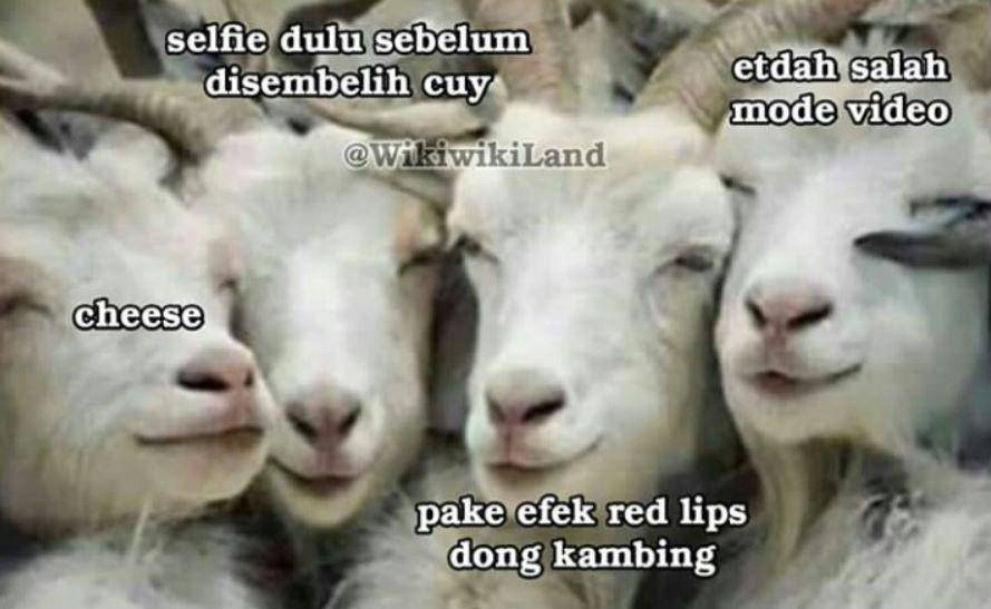 meme pesan terakhir hewan kurban (instagram.com/wikiwikiland)