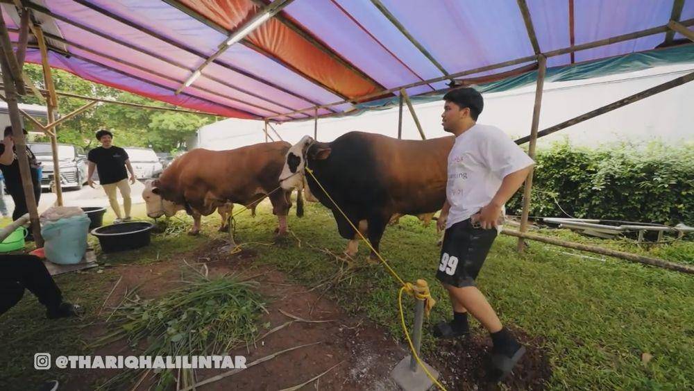Thariq Halilintar beli sapi kurban (youtube.com/thariqhalilintar)