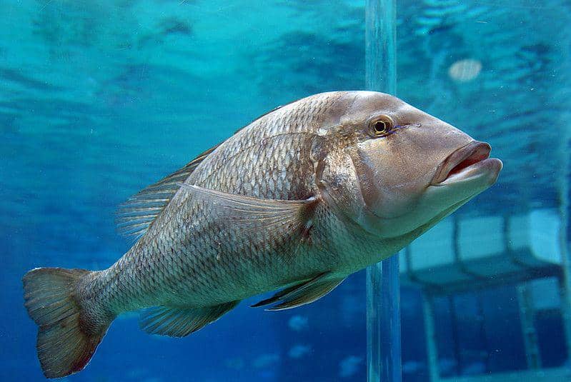 9 Contoh Ikan Konsumsi yang Dibudidayakan, dari Air Tawar h…