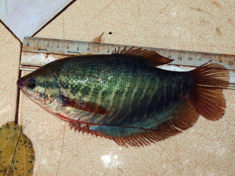 Contoh Ikan Konsumsi yang Dibudidayakan, dari Air Tawar hingga Laut