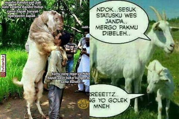 10 Meme Kocak Pesan Terakhir Hewan Kurban Sebelum Disembelih