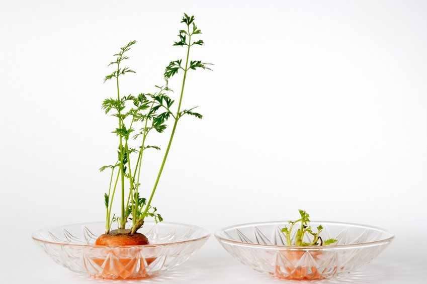 Gak Pakai Tanah dan Benih, Ini 9 Sayuran yang Bisa Tumbuh ala Regrow