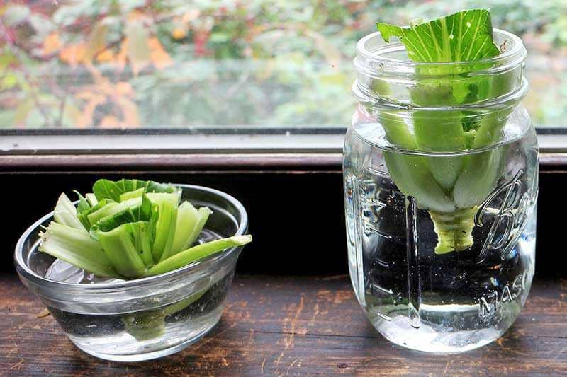 ilustrasi bok choy regrow (gardenerspath.com)