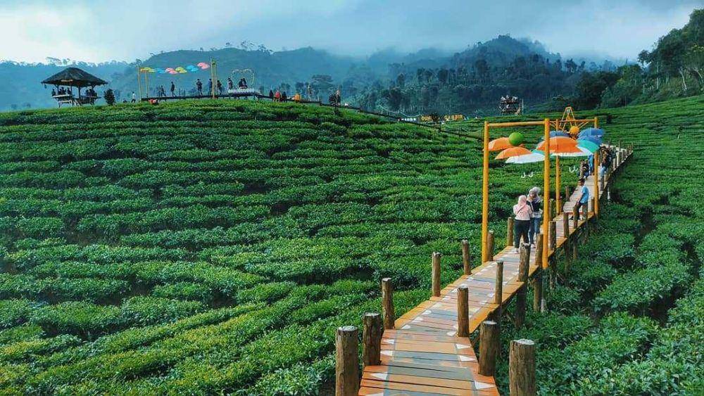Potret Kebun Teh Gunung Gambir (instagram.com/ricky_joe)