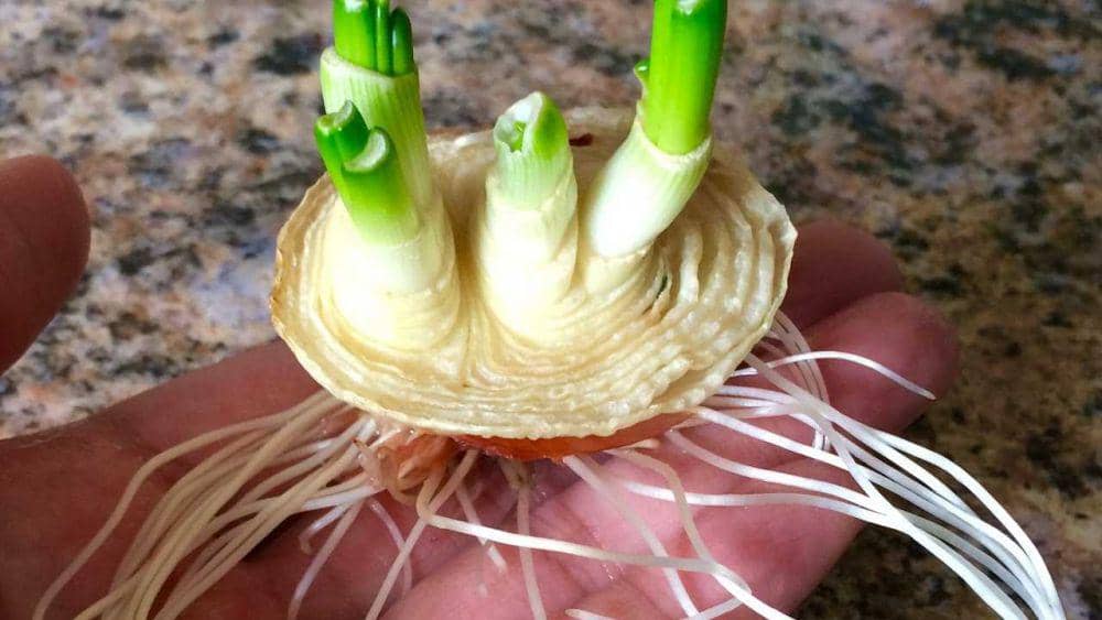 ilustrasi regrow bawang bombay (himalayanhaat.org)