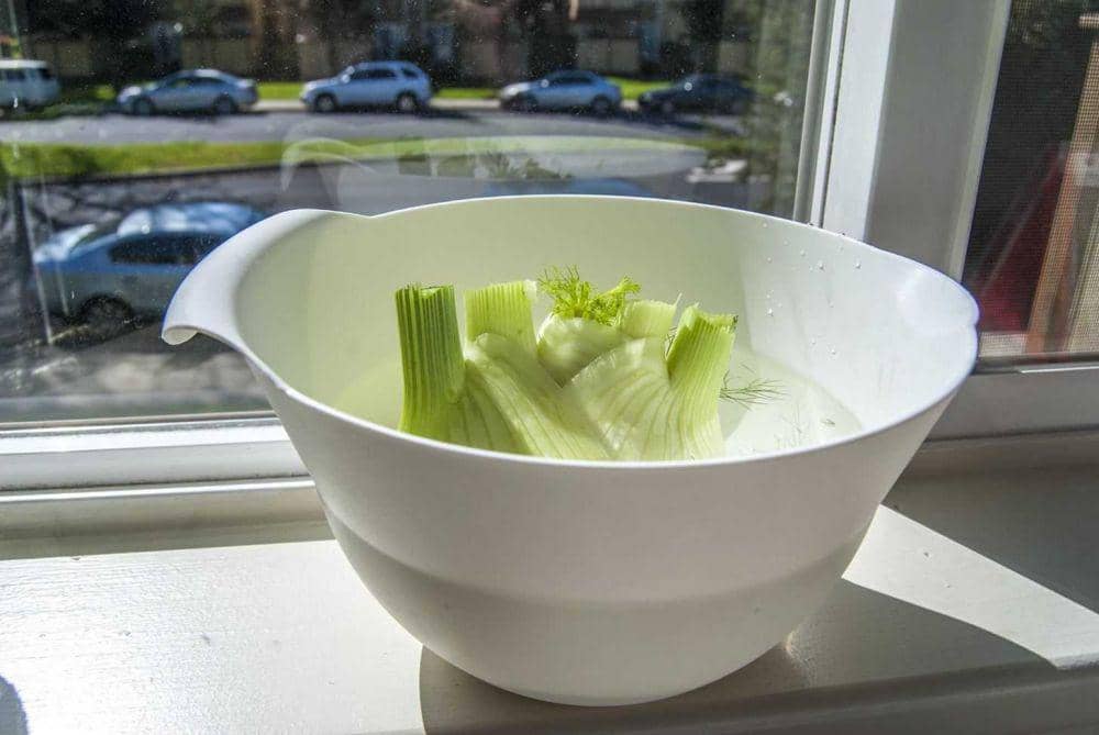 ilustrasi regrow fennel adas (food-hacks.wonderhowto.com)
