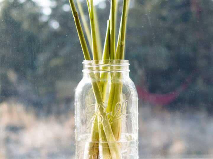 ilustrasi regrow serai (gardenbetty.com)