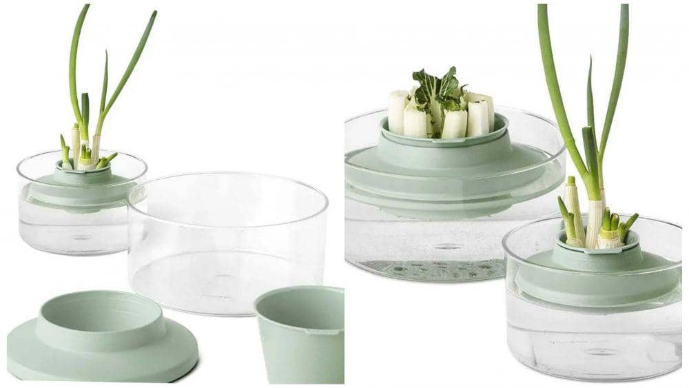 ilustrasi sayuran regrow (instagram.com/home_accessories_ge)