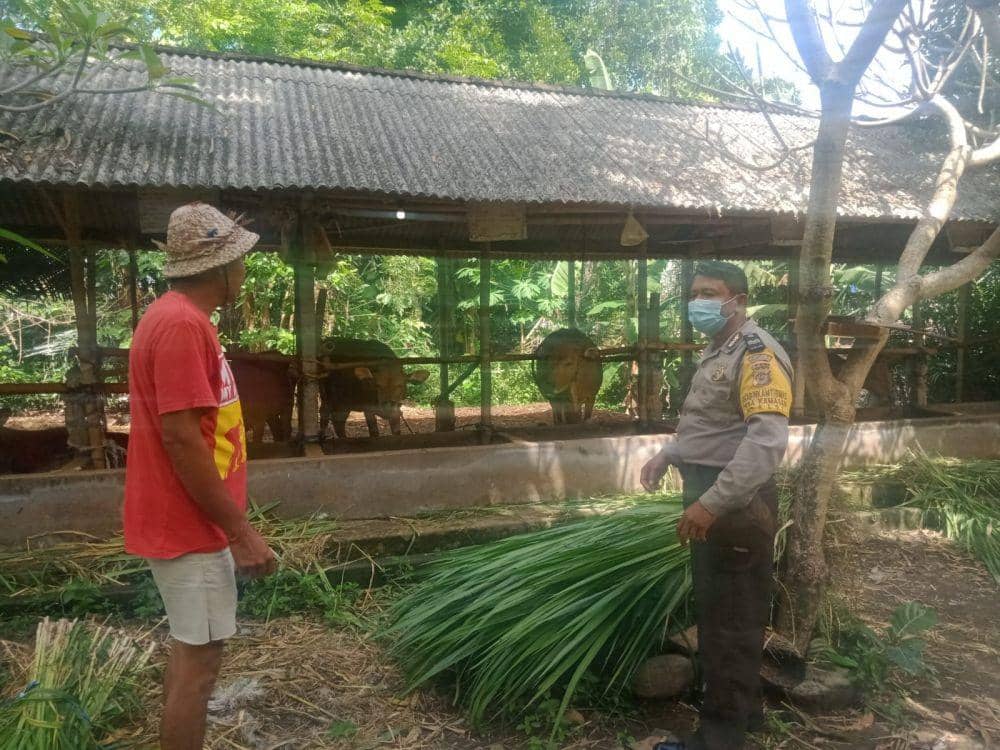 Kondisi peternak sapi di Klungkung (Dok. IDN Times/Istimewa )