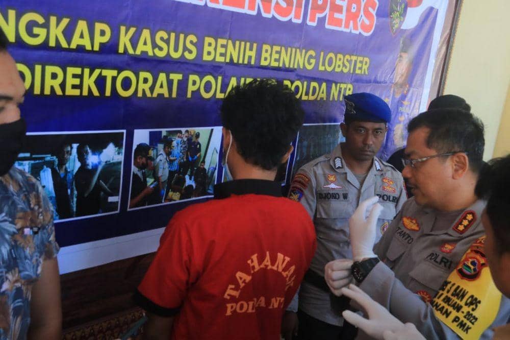 Polda NTB Gagalkan Penyelundupan 17.160 Benih Lobster