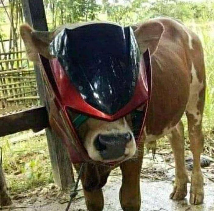 potret tingkah konyol hewan kurban (instagram.com/humorsantuy)