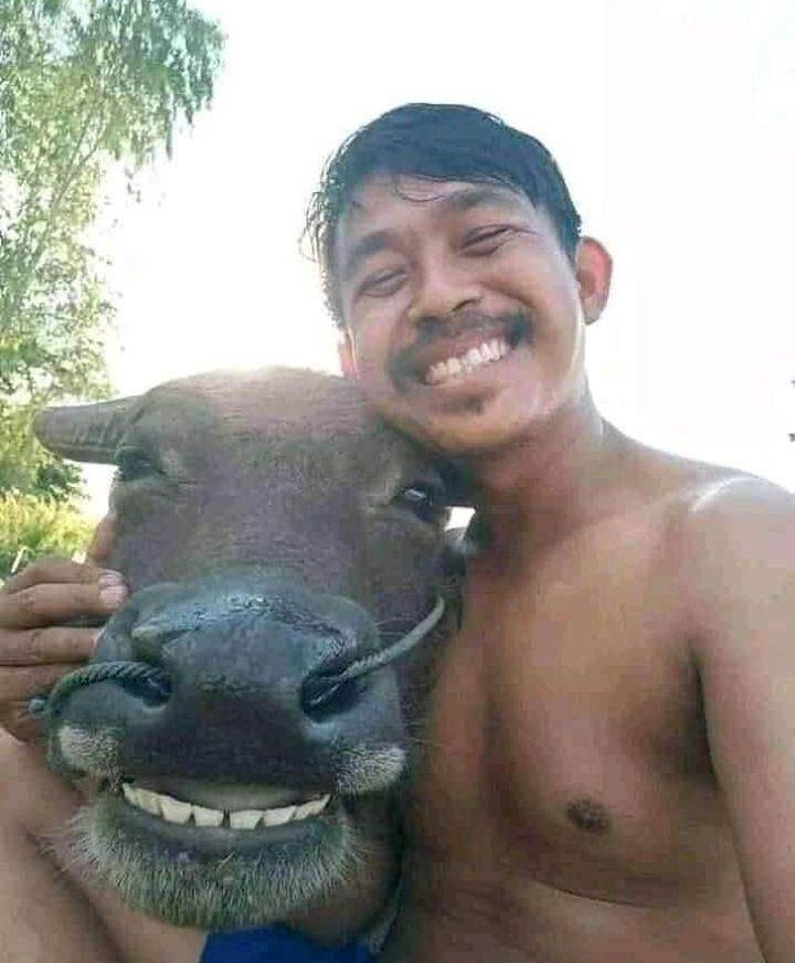 potret tingkah konyol hewan kurban (instagram.com/id.dagelan)