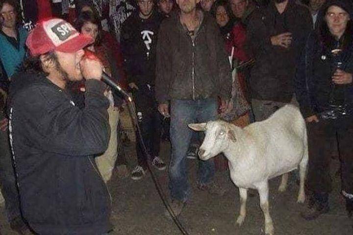 potret tingkah konyol hewan kurban (instagram.com/cursedshite)