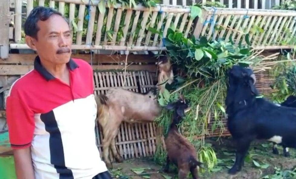 Peternak kambing di Klungkung (Dok. IDN Times/Istimewa)