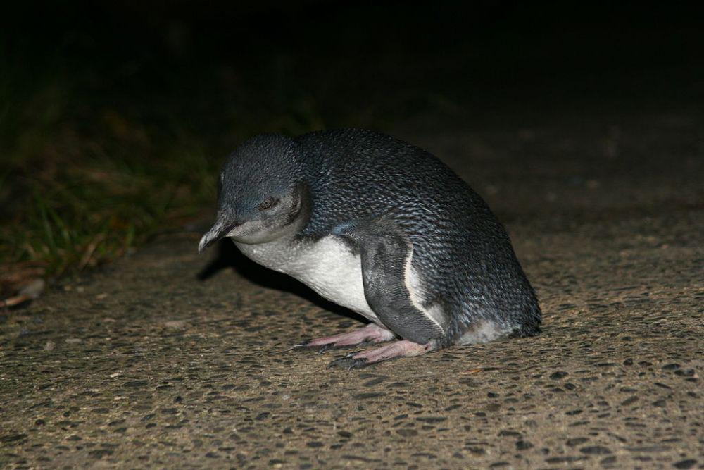 Suhu Laut Menghangat, Ribuan Penguin Kecil Ditemukan Mati