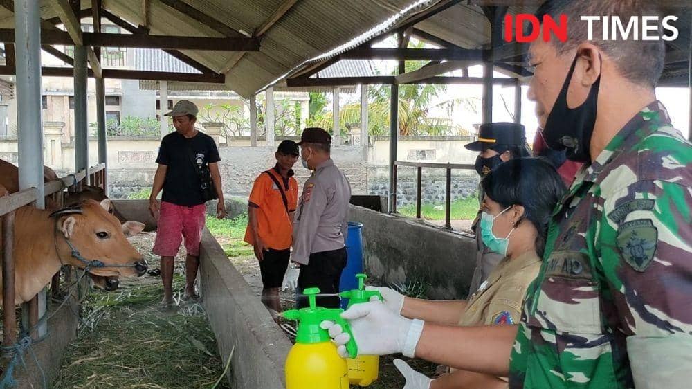 Peternakan sapi di Klungkung (IDN Times/Wayan Antara)