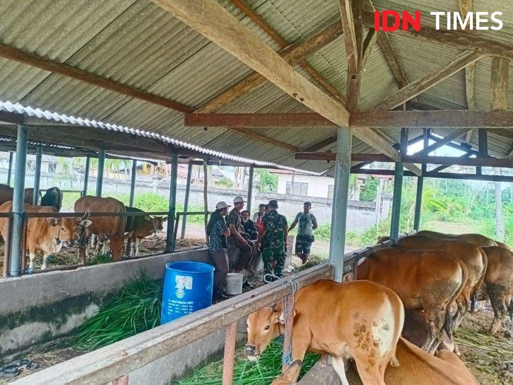 Peternak Klungkung Bingung Jual Sapi, Curiga Ada yang Main di Isu PMK