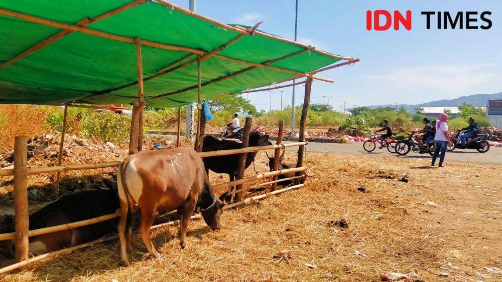 Foto kandang sapi milik Ibu Rohani yang terletak di pinggir jalan setempat  (IDN Times/Juliadin)