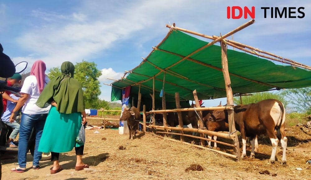 Tak Ada Pasar, Pedagang Kota Bima Jual Sapi Kurban di Pinggir Jalan