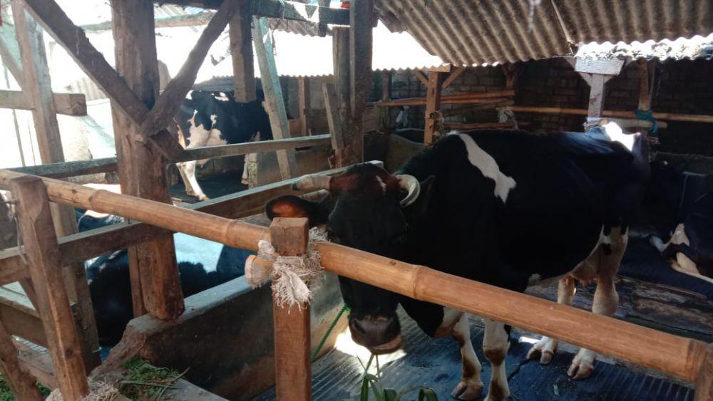 Rugi Puluhan Juta, Peternak Sapi Perah Bandung Barat Dihajar PMK