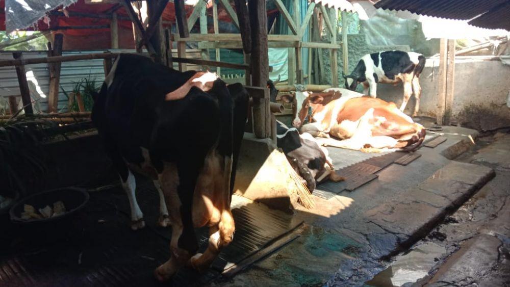 Kondisi sapi perah Peternak Uju di Kampung Pojok Tenah, RT 03/RW 05 Desa Cikahuripan, Kecamatan Lembang, Bandung Barat (Dok. Pribadi)