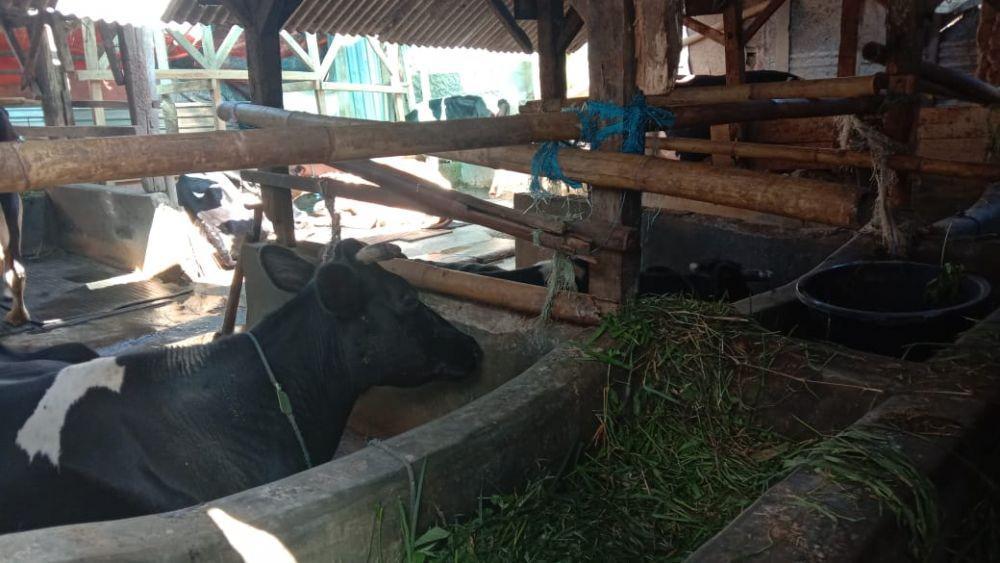 Kondisi sapi perah Peternak Uju di Kampung Pojok Tenah, RT 03/RW 05 Desa Cikahuripan, Kecamatan Lembang, Bandung Barat (Dok. Pribadi)