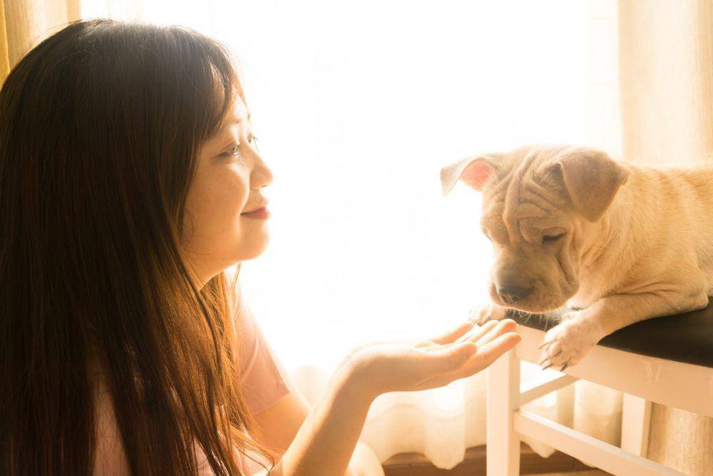 ilustrasi bermain dengan anjing (unsplash.com/leohoho)