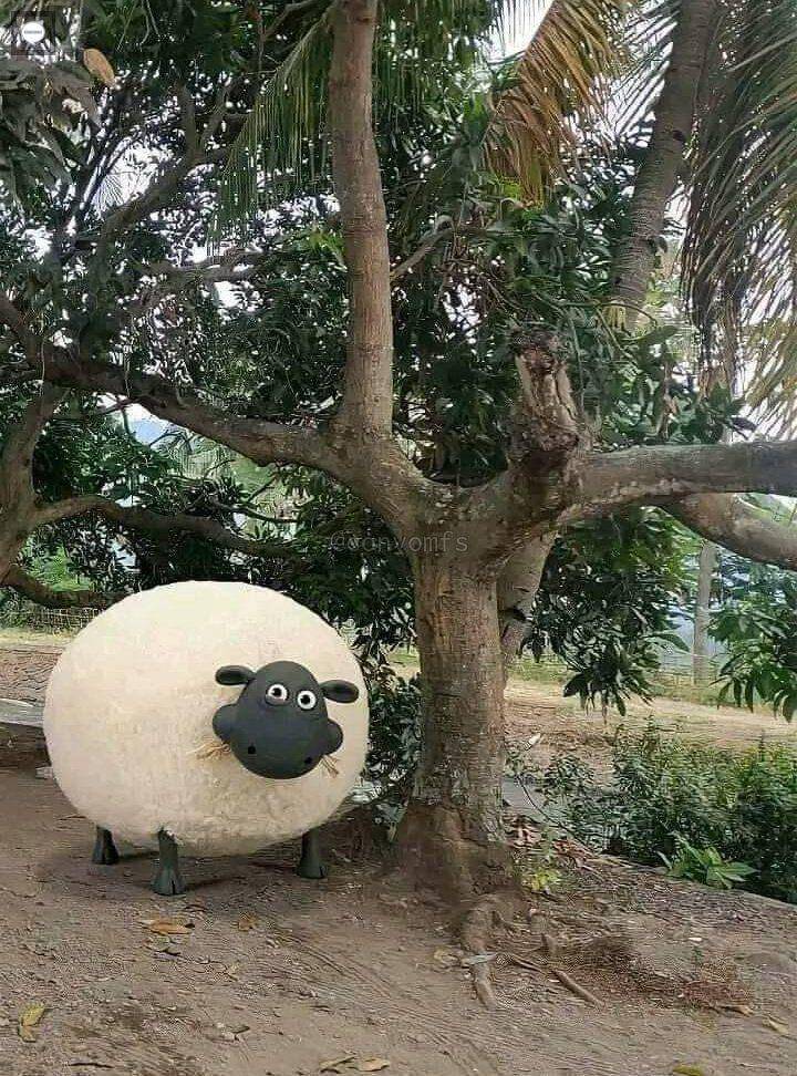 hewan kurban gak biasa (twitter.com/yteeam)