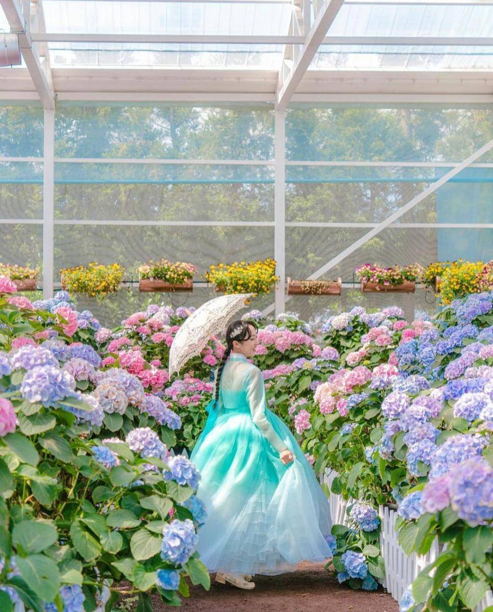 potret Hueree Summer Hdyrangea Festival (instagram.com/hanbok_travelarts))