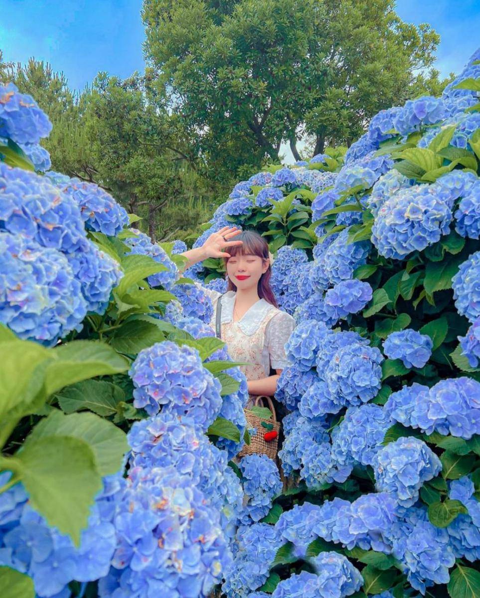 potret Hueree Summer Hdyrangea Festival (instagram.com/sona_tree)