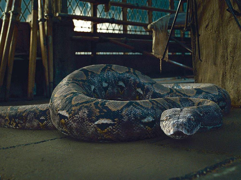 Nagini (dok. Warner Bros. Pinctures/Harry Potter and the Deathly Hallows Part 2)